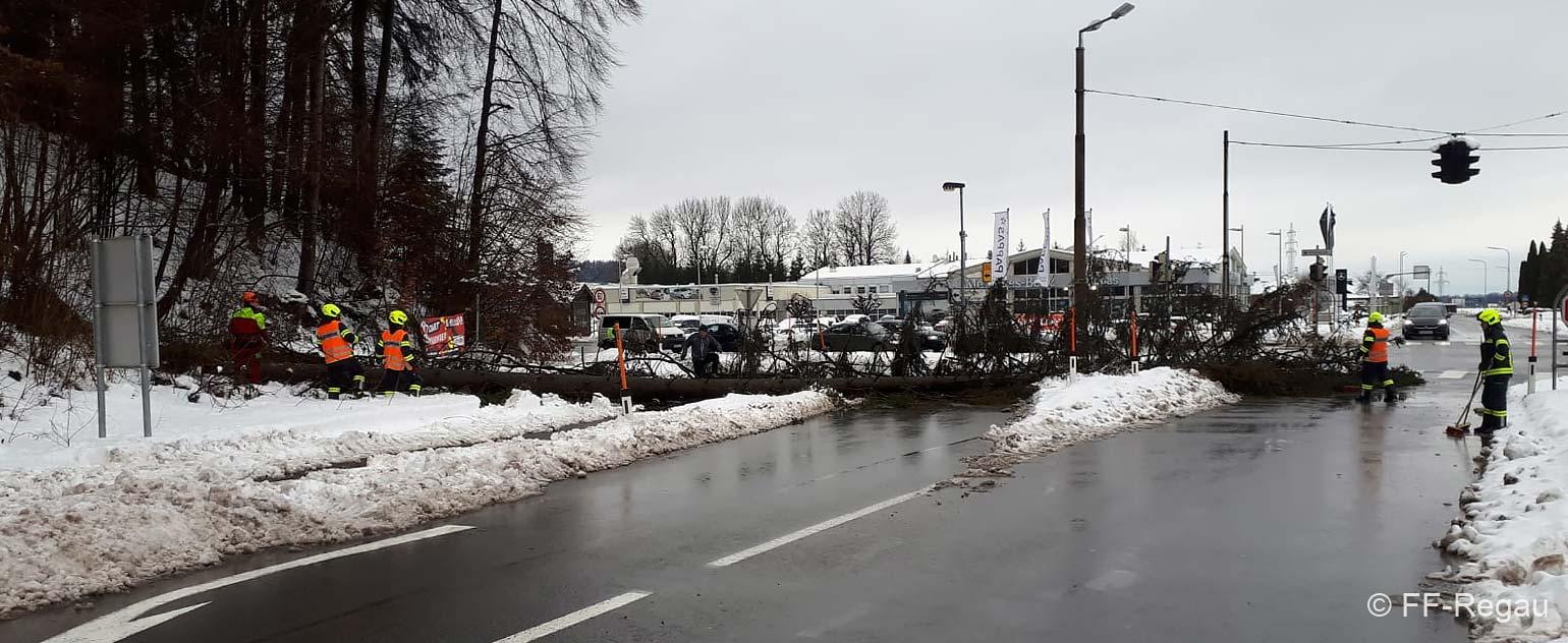 Baum-Himmelreichkreuzung-Intro