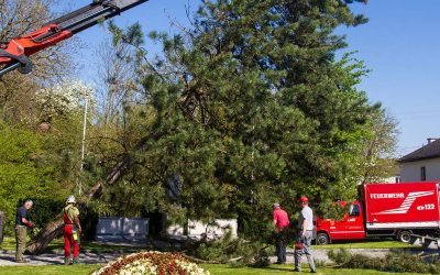 24.04.2015 Schwarzkieferbäume vor Pfarrkirche umgeschnitten
