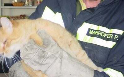 25.11.2009 Tierrettung