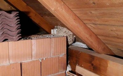 02.09.2017 viele Wespeneinsätze