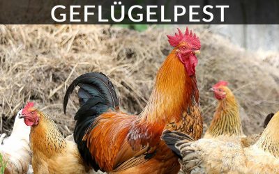 04.03.2021 Information zur Geflügelpest im Gemeindegebiet von Regau