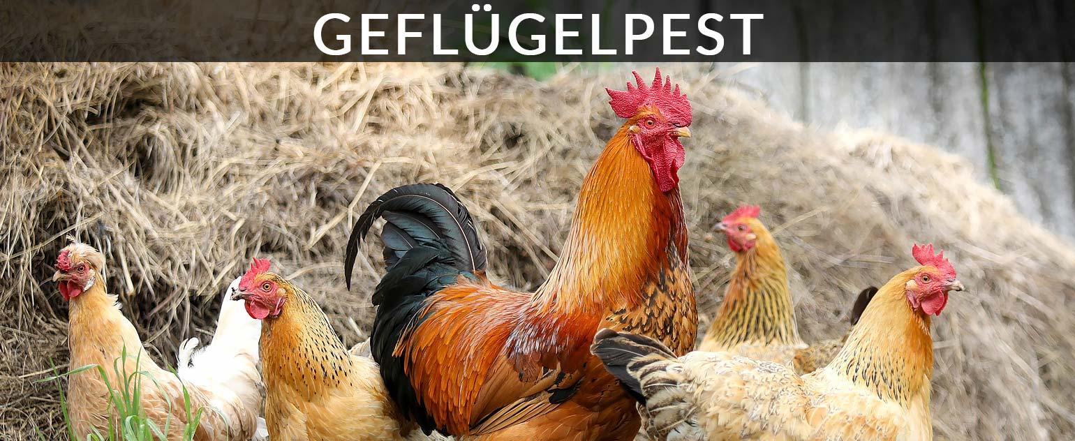 Geflügelpest-Intro